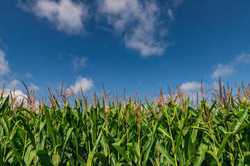 corn with blue sky and clouds in the background