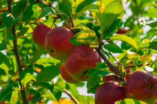 red apples on an apple tree in an orchard