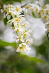 Blooming bird cherry