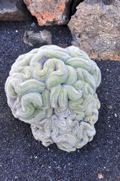 Brain Like Cactus From Above