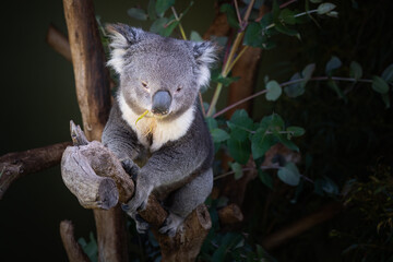 Closeup of a cute sleepy koala bear on a tree © Matt Palmer/Wirestock