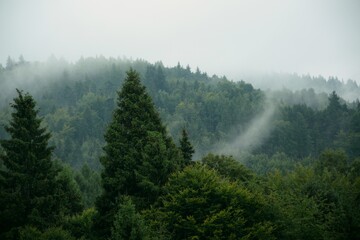  Beautiful misty trees in mountains, foggy and cloudy forest in mountains, landscape in Beskid, Poland.