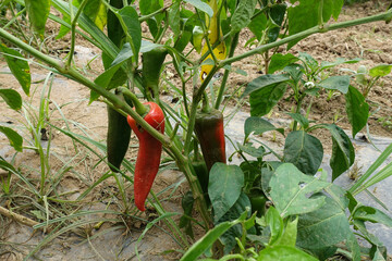 Plant de piment d'Espelette bientôt mûr