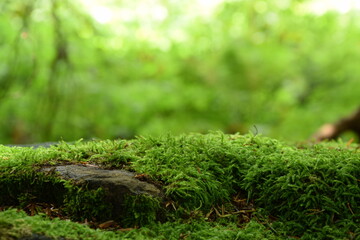 Moss on stones, green forest background, green moss, natural background, bokeh empty space, space for text.