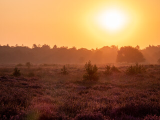 Early morning landscape with trees, fog, heather and upcoming sun