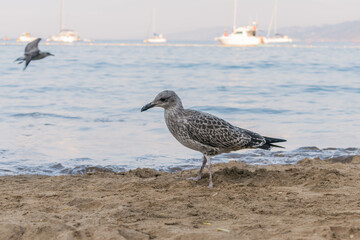 Seagull walking on a beach