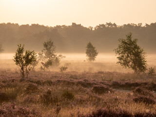Fototapeta na wymiar Early morning landscape with trees, fog, heather and upcoming sun