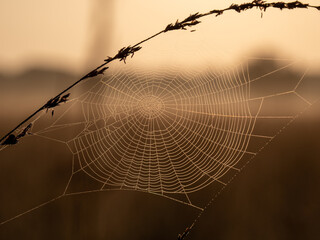 Early morning spiderweb with dew drops during sunrise