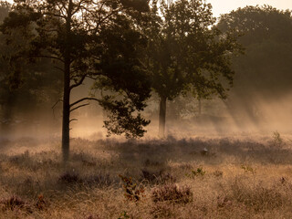 Early morning fog during sunrise with sunbeams through trees
