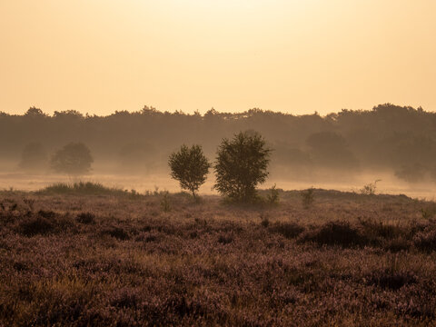 Early morning landscape with trees, fog, heather and upcoming sun © MyStockVideo