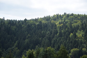 Green forest background, forest in mountains, trees in summer.