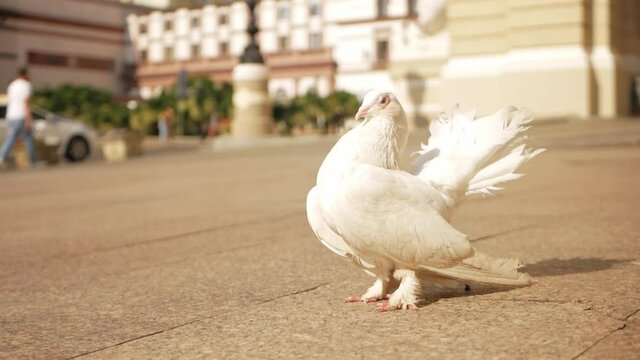 Beautiful white pigeon against the background of the city, slow motion.