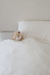 ginger kitten in the white bed