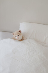 ginger kitten in the white bed