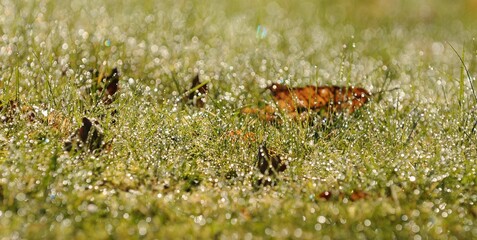 après la pluie dans le parc de Barré à Briec en Bretagne Cornouailles Finistère France	