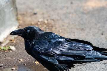 An American Crow in Grand Canyon National Park, Arizona