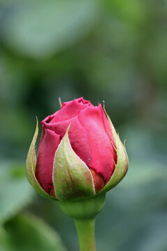 Red rose flower bud in close up