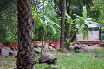 Galapagos  Giant Tortoise. Big  Turtle. Wildlife Stock Photograph Image