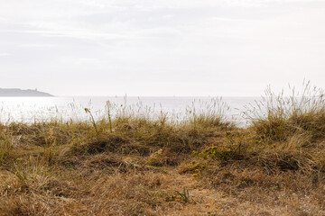 Dunes covered in vegetation near the ocean