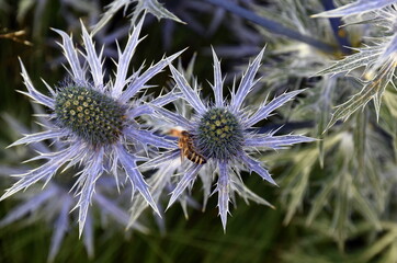 Bienen auf Mannstreu-Blüten