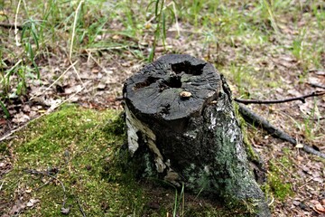 stump in the forest