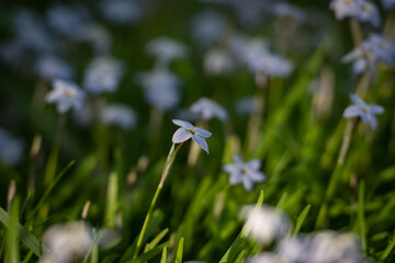 blue flower