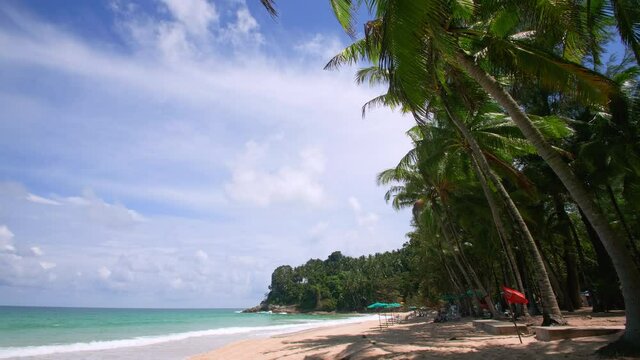 Coconut palm trees and tropical sea. Summer vacation and tropical beach concept. Coconut palm grows on white sand beach. coconut palm tree in front of freedom beach Phuket, Thailand.