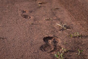 Footprints in the dirt