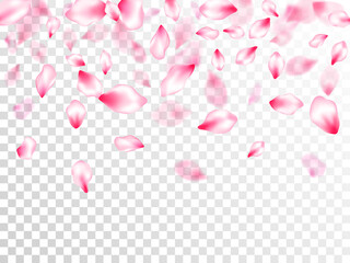 Spring blossom isolated petals flying