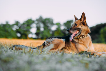 East-european shepherd dog lying down on mown meadow.