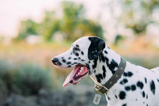 Portrait of Dalmatian dog with collar and name plate.