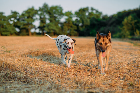 Dalmatian dog and east-european shepherd dog walk on mown field.