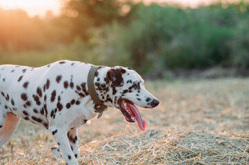 Portrait of Dalmatian dog on meadow at sunset.
