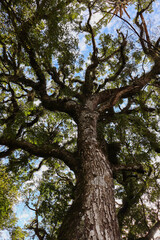 tree in the nature