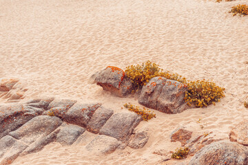 Rocks with vegetation on a beach