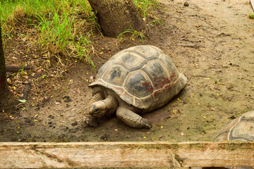 Galapagos  Giant Tortoise. Big  Turtle. Wildlife Stock Photograph Image