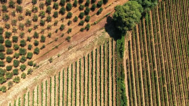 Tuscan countryside shot with drone at summer time. Top view of amazing cultivated fields in hot weather, arid fields,green trees,olive trees 