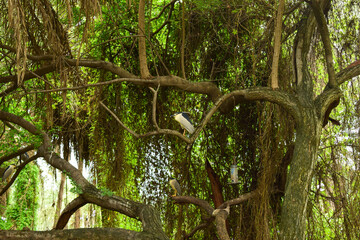 White birds on Tree at Zoo Park  