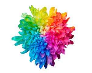 One colored chrysanthemum on white background, top view, isolated. Chrysanthemum is painted in rainbow colors. Set 1 of 5.