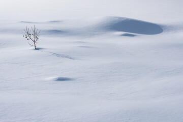 Obraz premium 雪原