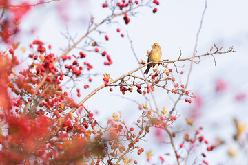 Yellow bird eating berries on red bush in autumn time