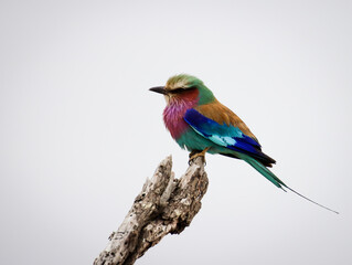 Lilac-breasted roller on a cloudy day