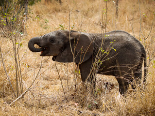 A young elephant learning to eat leaves