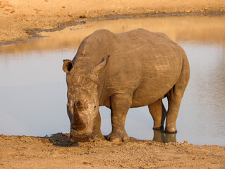Lonely bull rhino taking a dip