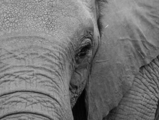 Black & white close up of a female elephant