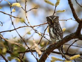 A very grump Pearl-spotted owlet
