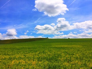 青空の下の大草原 麦畑