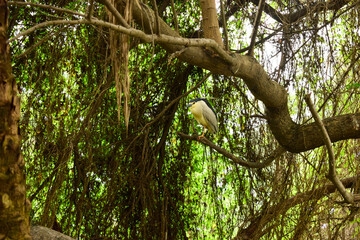White birds on Tree at Zoo Park  
