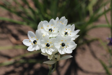 Obraz premium 春の公園に咲くオーニソガラムアラビカムの白い花