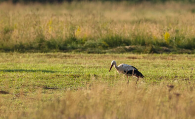 White Stork in meadow